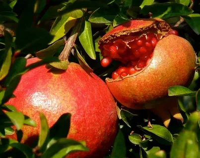 قیمت خرید انار شهرضا ۱۴۰۳ + فروش ویژه
